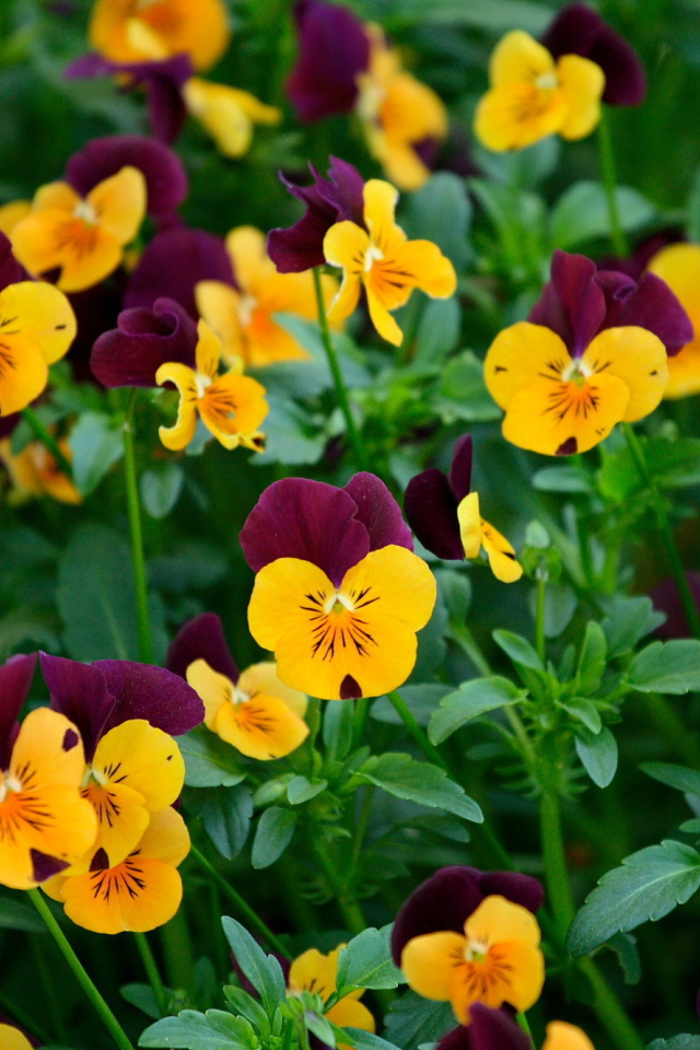 Желтые цветы анютины глазки на поляне