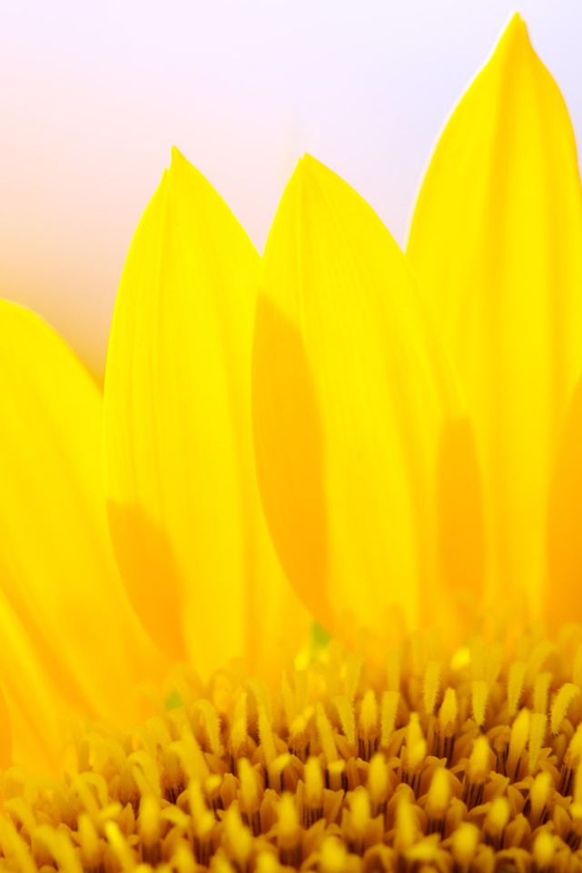 Желтые лепестки цветка подсолнуха