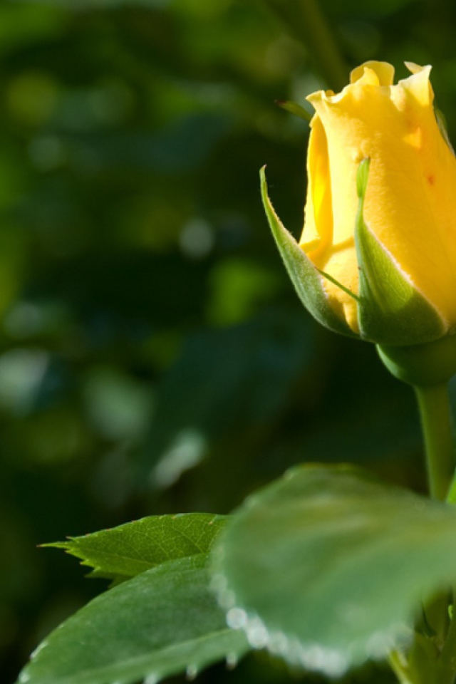 Жёлтая роза цветёт