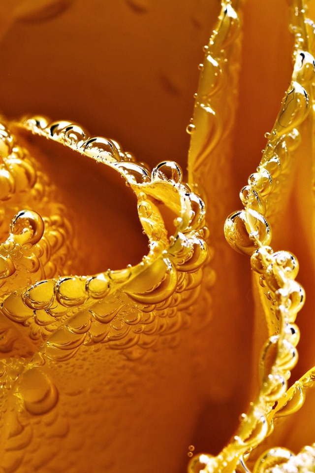 Жёлтая роза в пузырьках воздуха