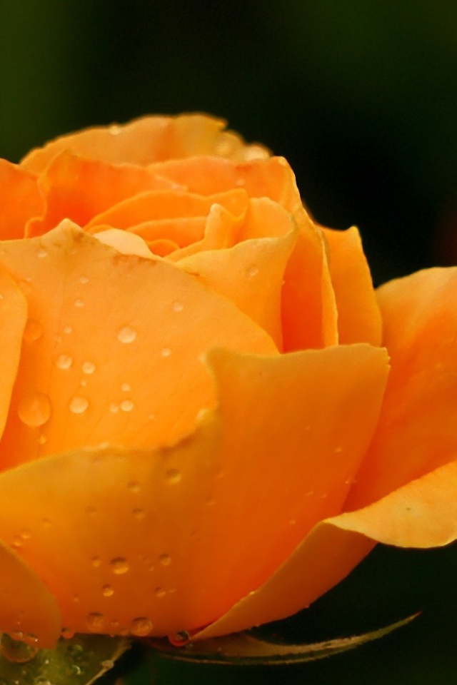 Жёлтая роза в саду после дождя