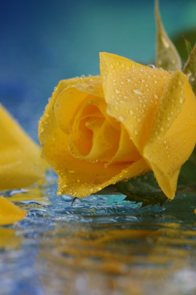 Жёлтая роза в воде
