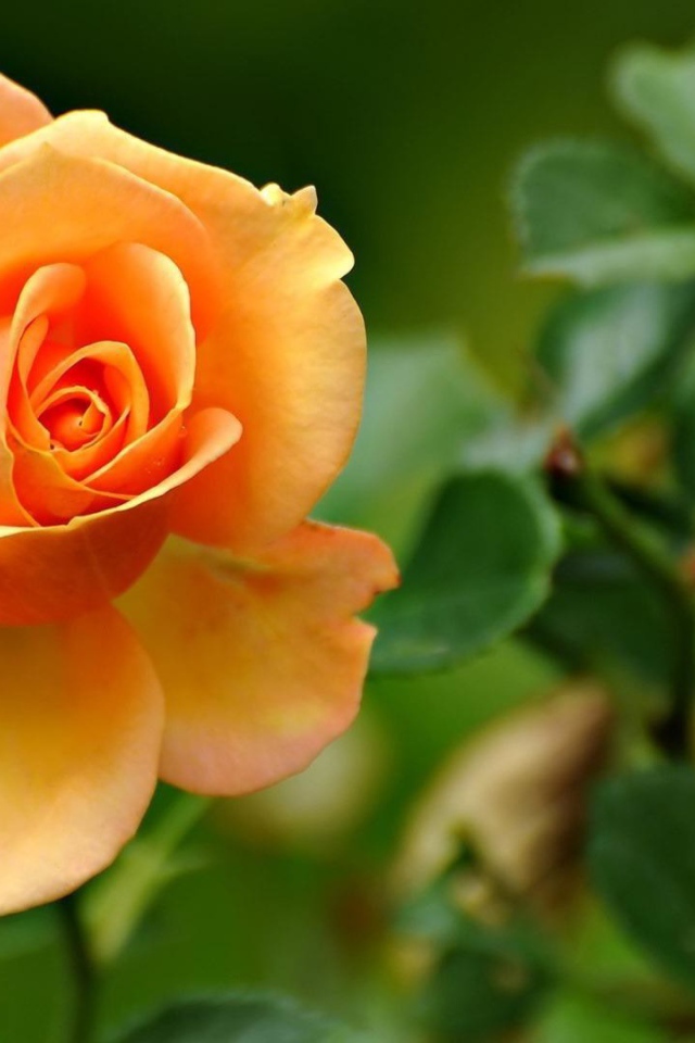 Жёлтая роза на фоне листвы