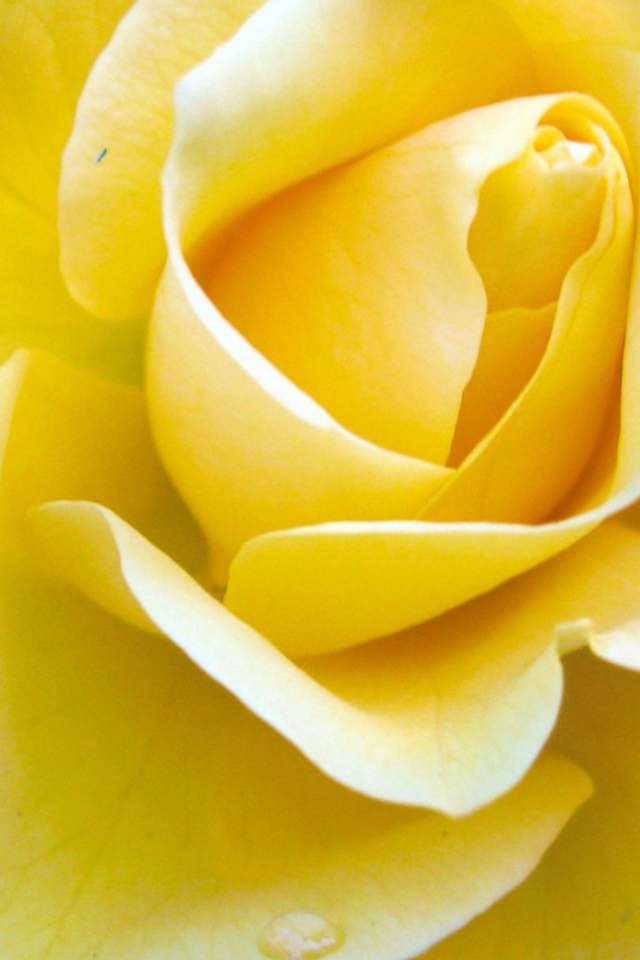 Жёлтая роза на синем фоне