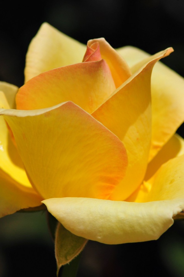 Жёлтая роза на фоне сада