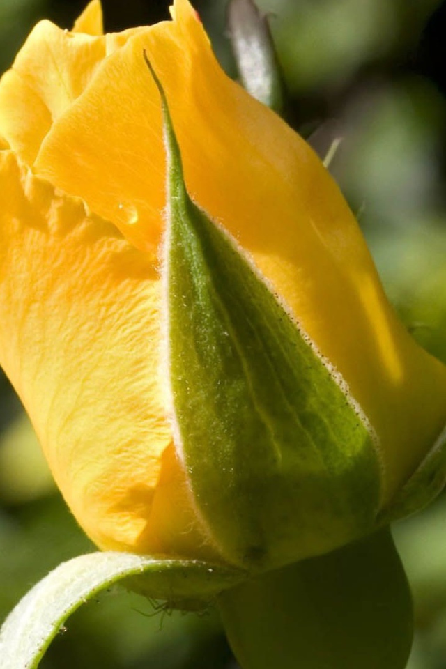Жёлтая роза на фоне зелени