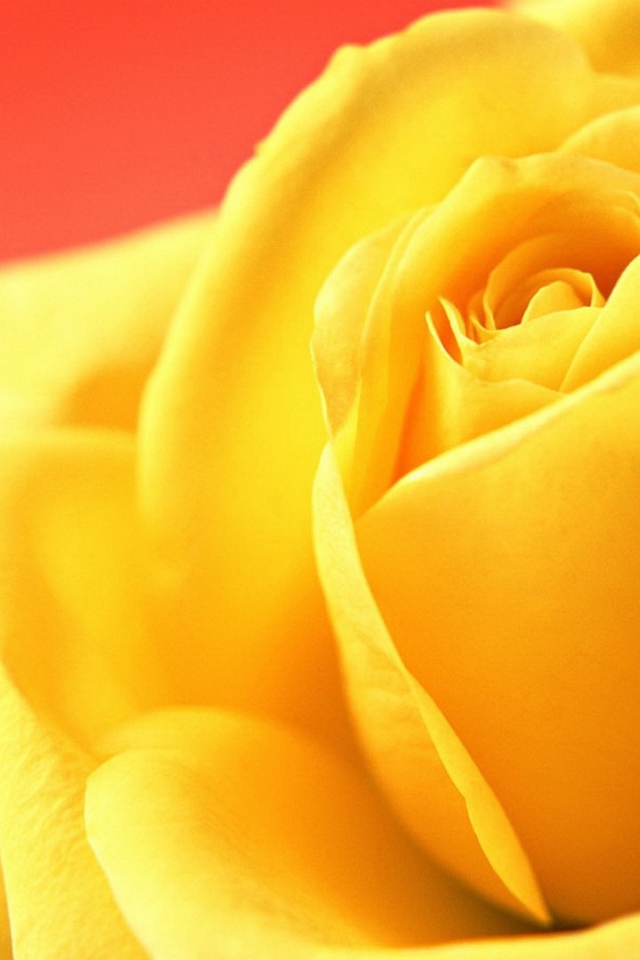 Жёлтая роза на красном фоне