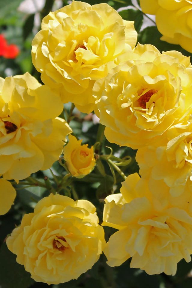 Жёлтые розы на клумбе