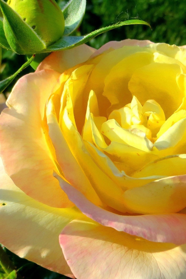 Жёлтая роза на лужайке