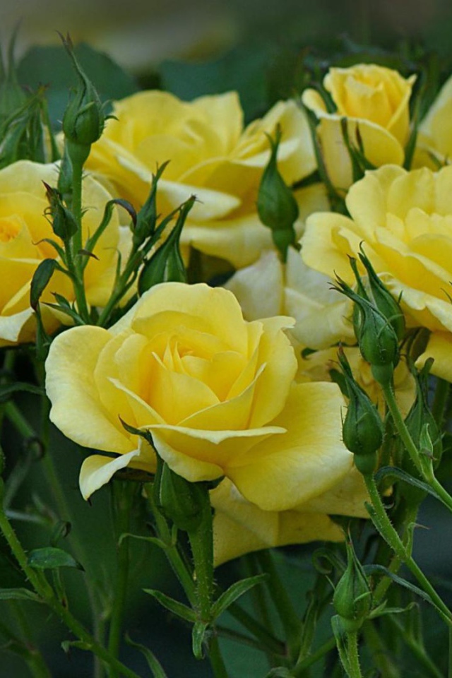 Жёлтые розы цветут в саду