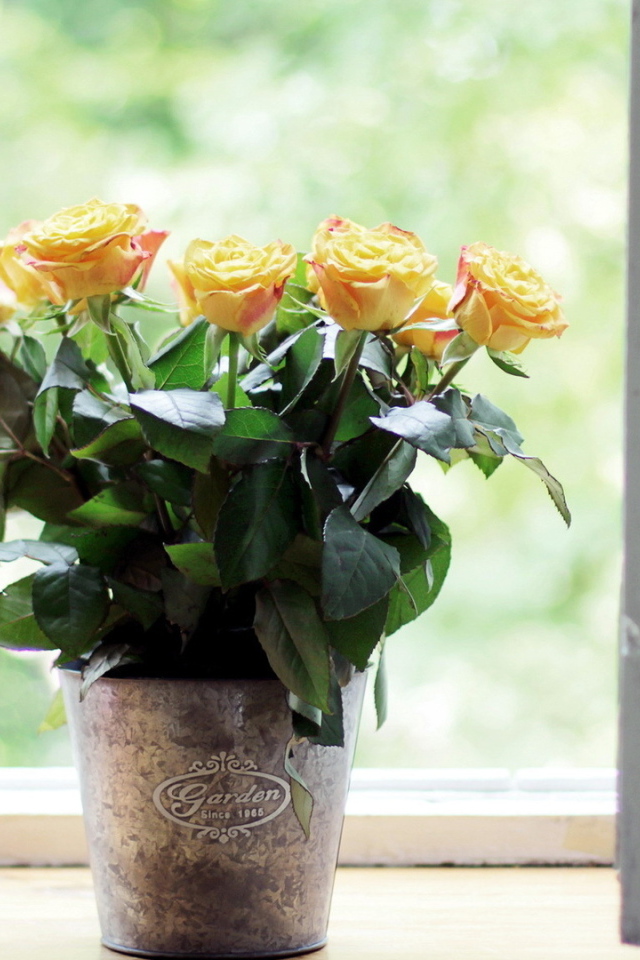 Жёлтые розы в горшке на подоконнике