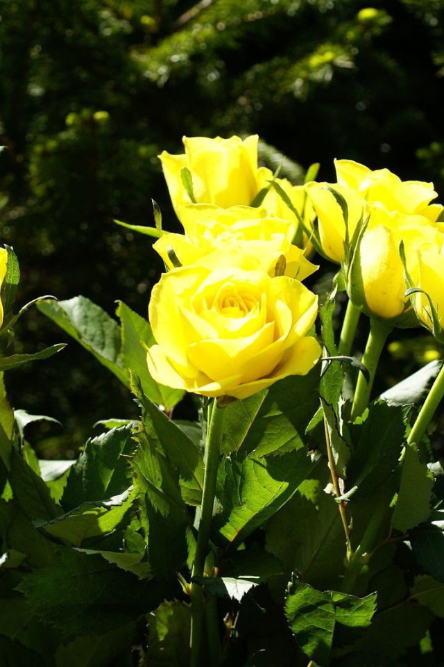 Yellow roses on a background of trees