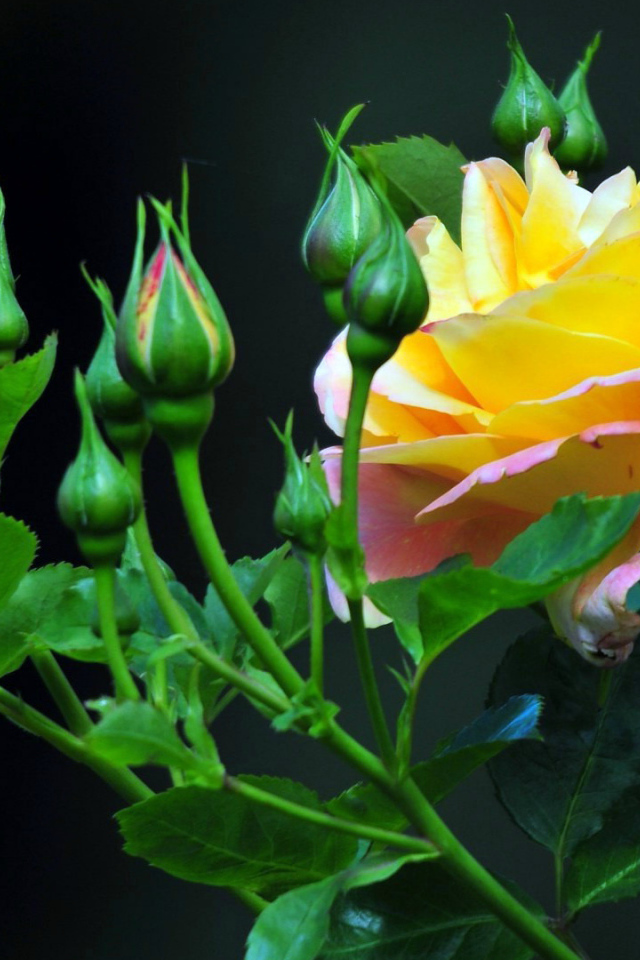 Жёлтые розы на тёмном фоне