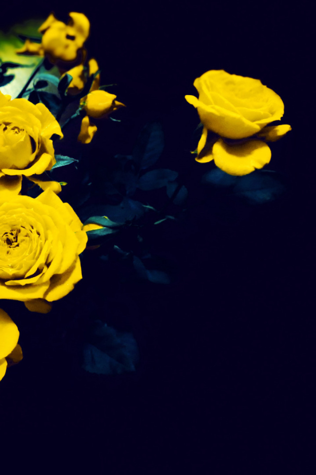 Жёлтые розы на тёмно-синем фоне