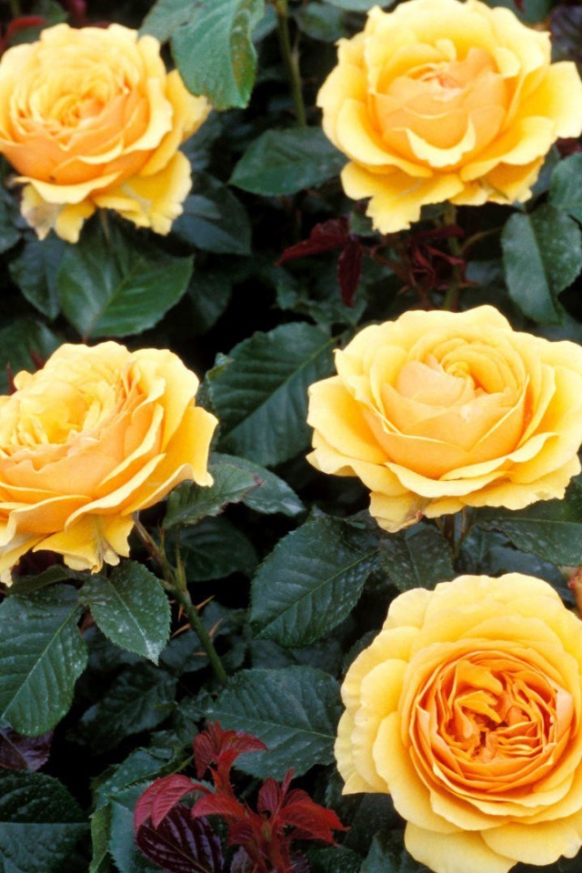 Жёлтые розы на большой клумбе