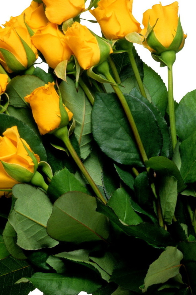 Жёлтые розы на белом фоне