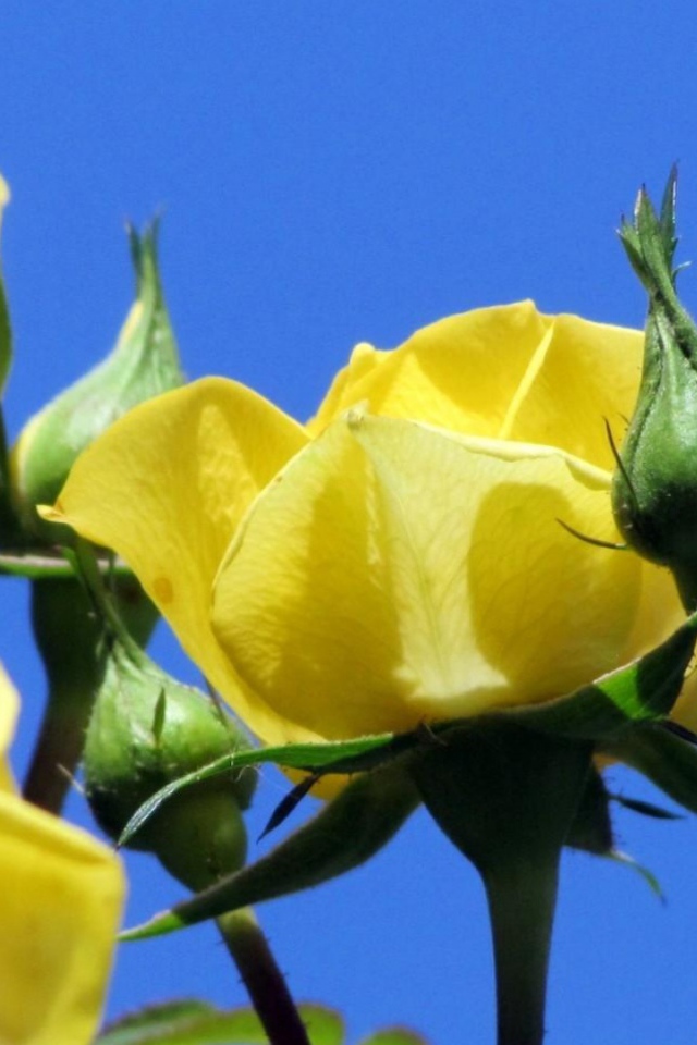 Жёлтые розы на фоне неба