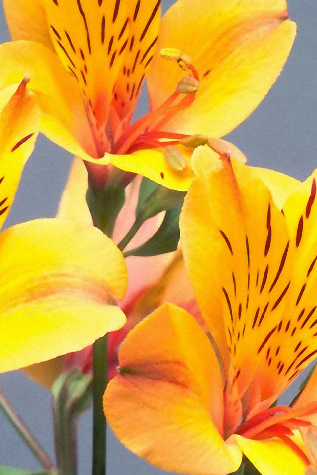 Желтые пятнистые цветы