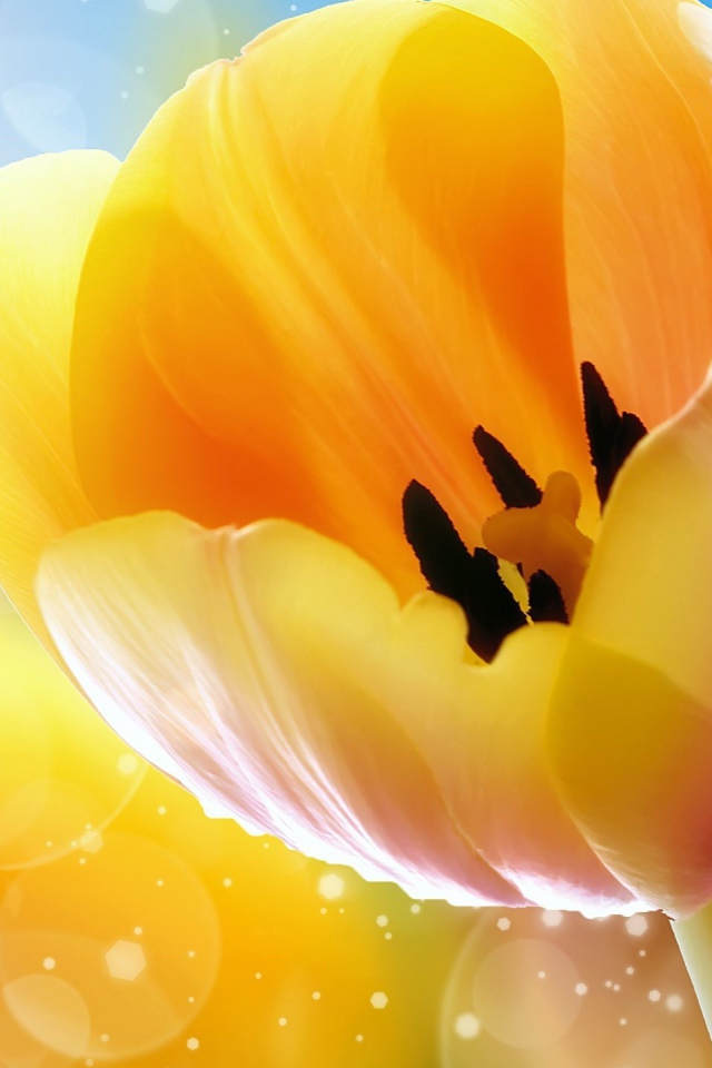 Желтые тюльпаны