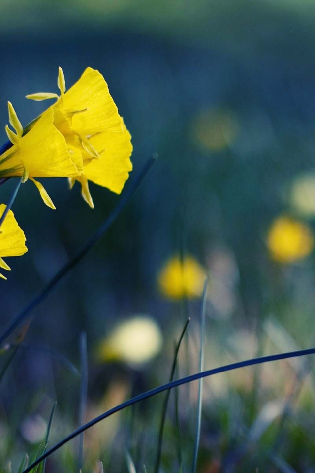 Желтые полевые цветы