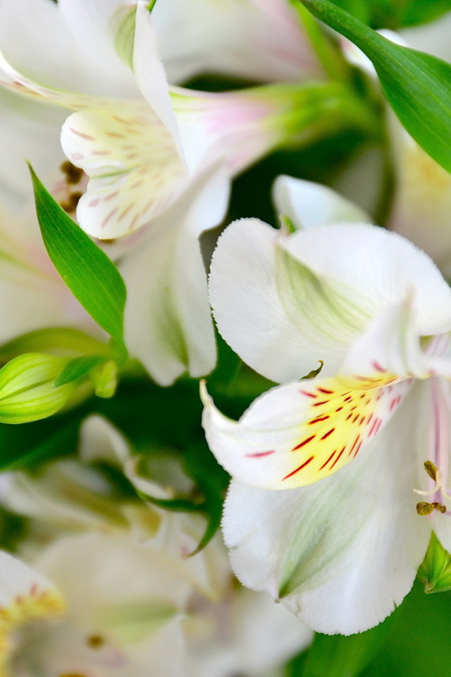 Молодые белые лилии