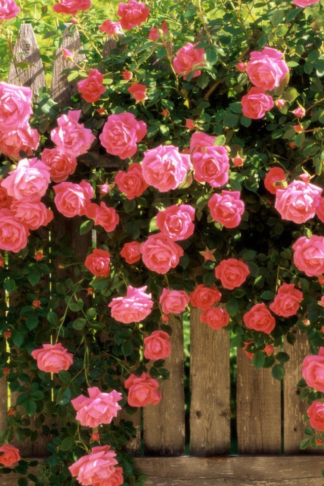 Цветущий забор