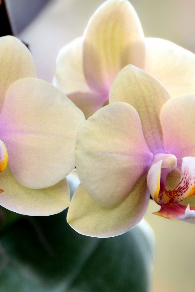 Цветущие орхидеи