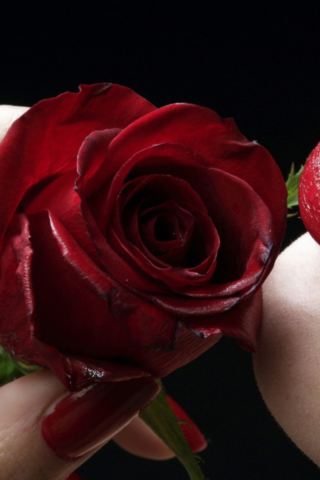 Губы и красные лепестки розы