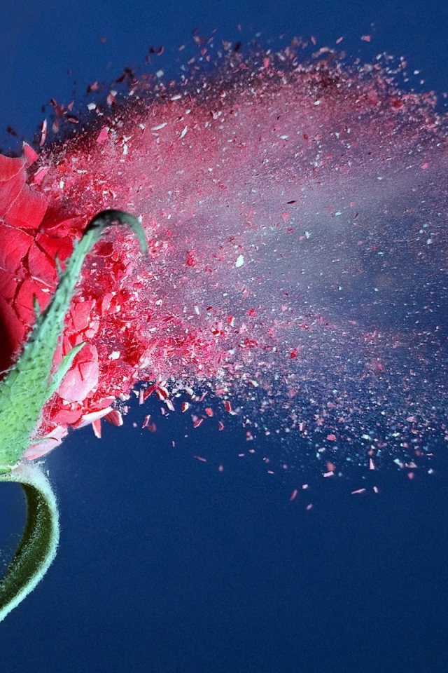 Пуля пробивает розу