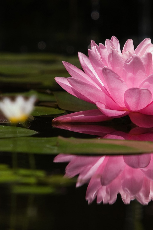 Большая розовая лилия на озере