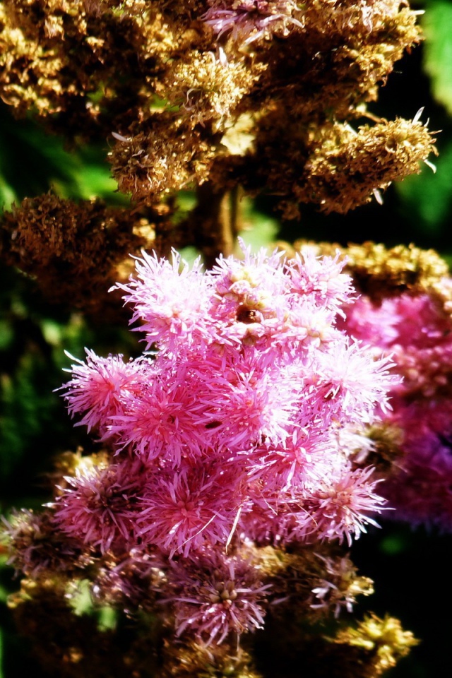 Ветка розовых цветков