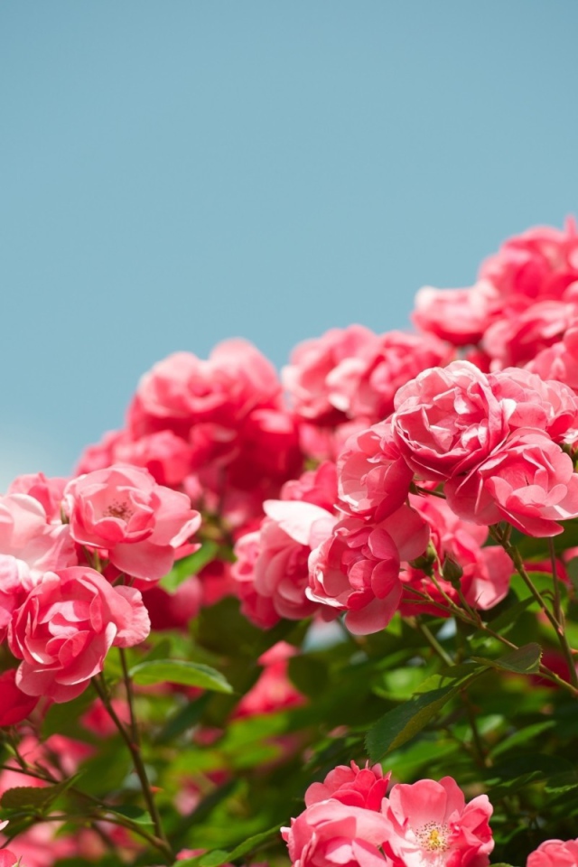 Куст розовых цветков