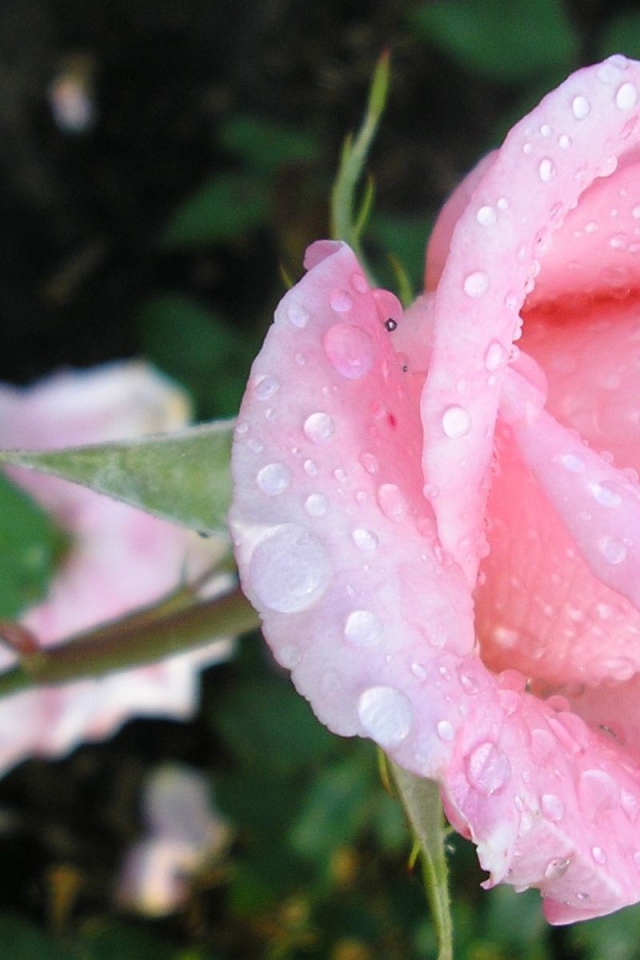 Нежная роза в каплях росы