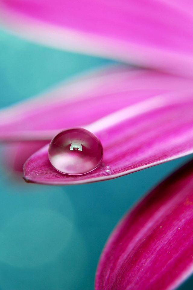 Капелька на лепестке