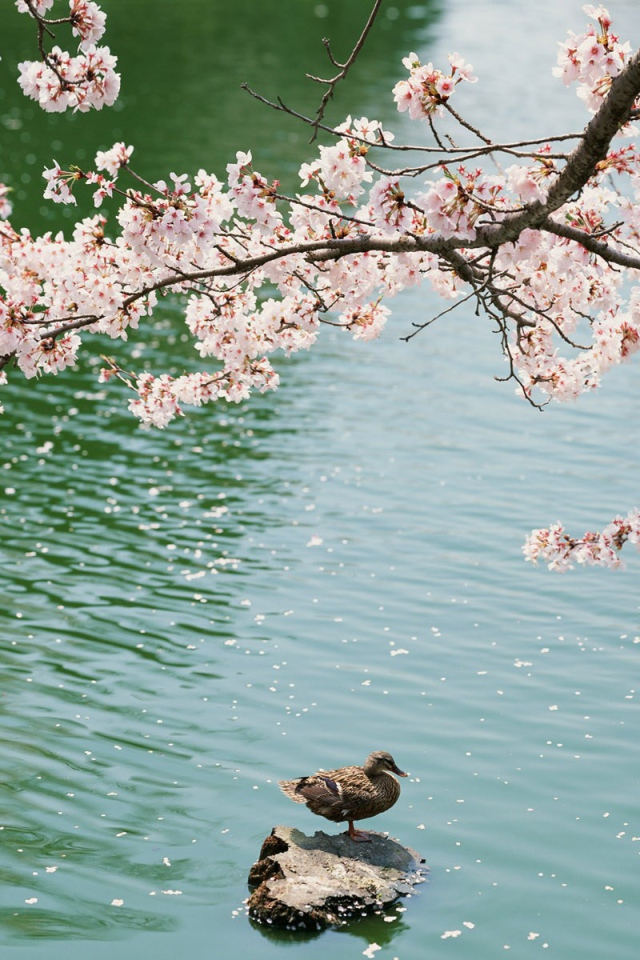 Утка под цветущей вишней