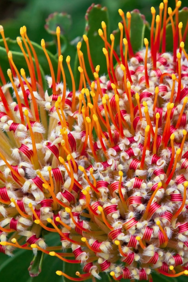 Цветок из Южной африки