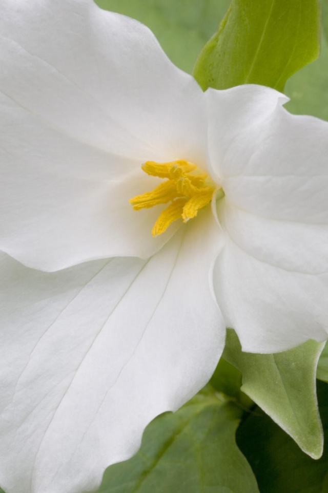 Цветок триллиум