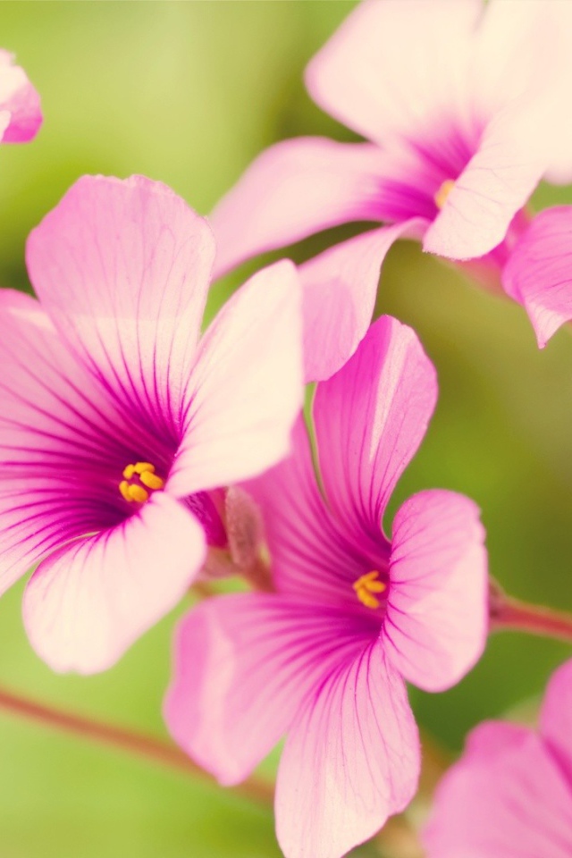 Цветы Вербена