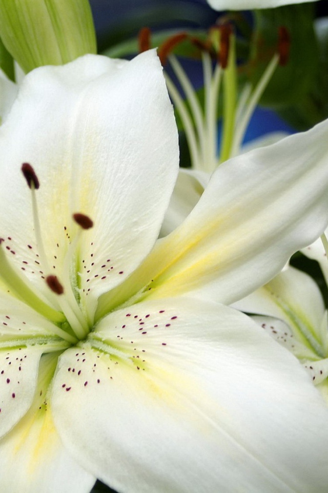 Большие белые лилии