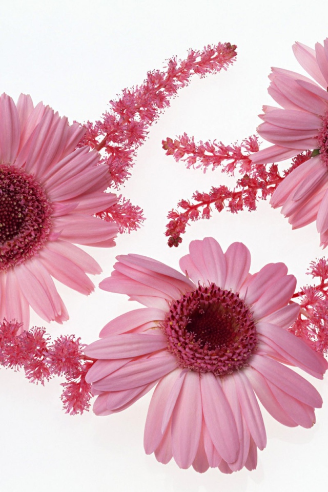 Розовые цветы с ветками