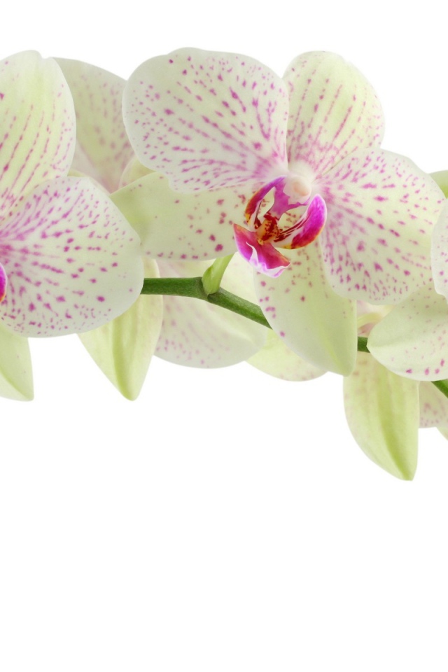 Пятнистая орхидея на белом фоне