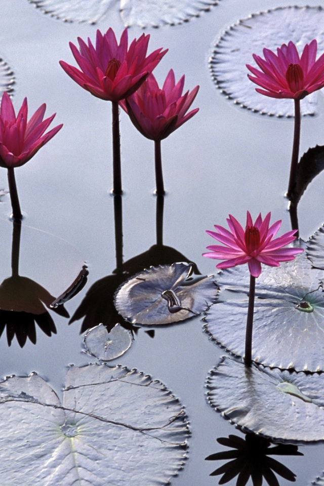 Водяные лилии во Вьетнаме