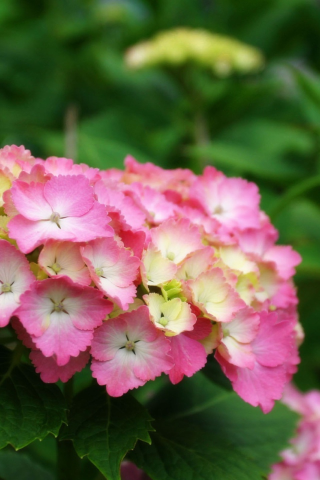 Желто розовые цветы