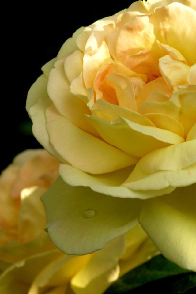 Желтая роза