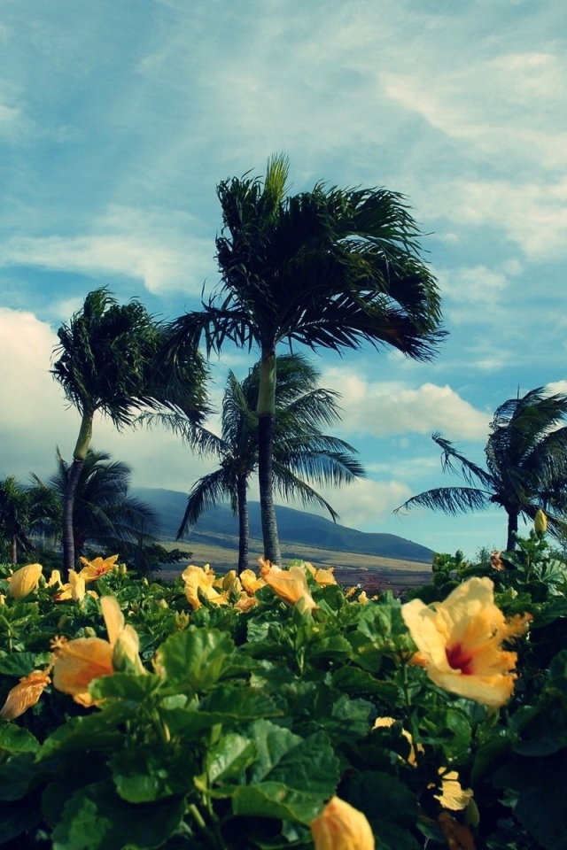 Желтые тропические цветки