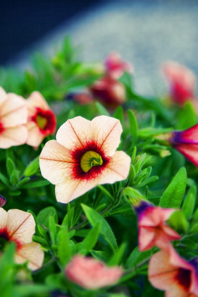 Букет красивых цветов