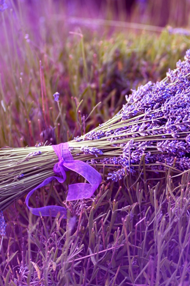 Букет лаванды