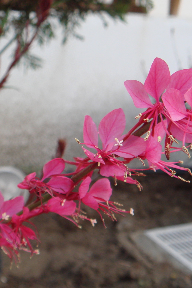 Ветка с розовыми цветками