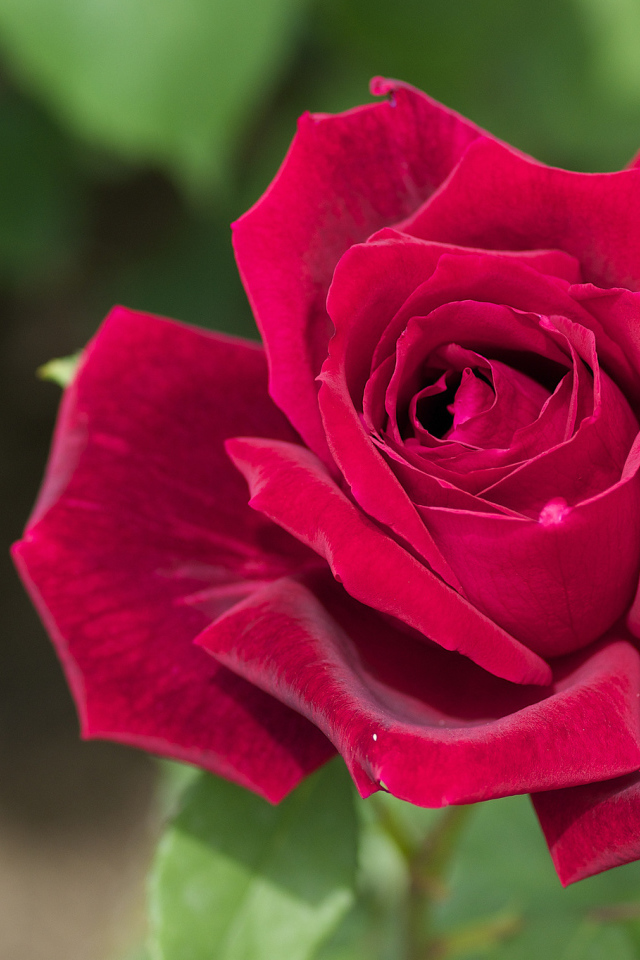 Большая красная роза