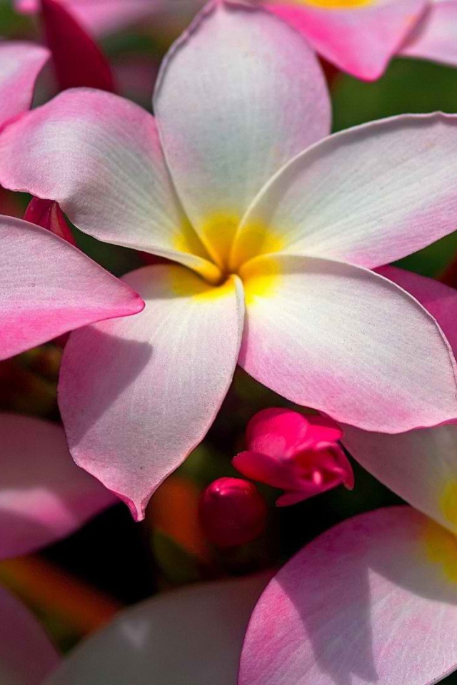 Цветущая Плюмерия